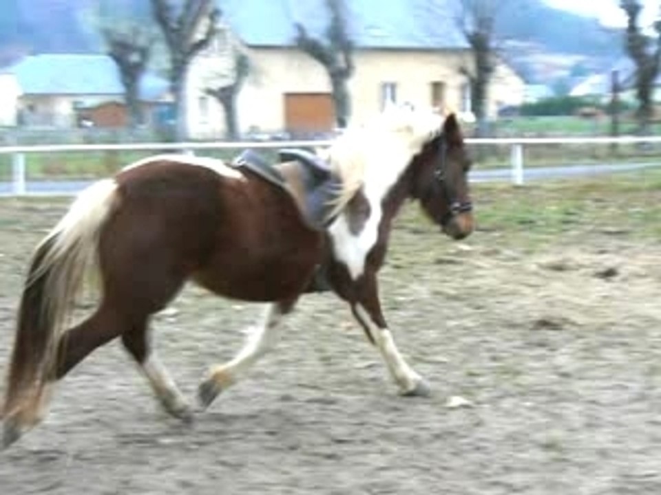 Rêve - Débourrage - Désensibilisation à la selle (1)