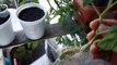 Como Plantar Tomate da Forma mais Rápida (Sem Sementes)