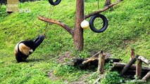 Footage: Curious giant pandas check out unique toys