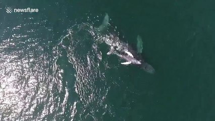Mother whale gives baby a back ride off Mexico