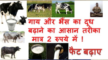 गाय और भैंस का दूध  बढ़ाने का आसान तरीका  मात्र 2 रुपये में !