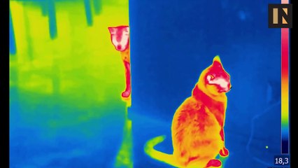 Why Cats Love Cardboard Boxes