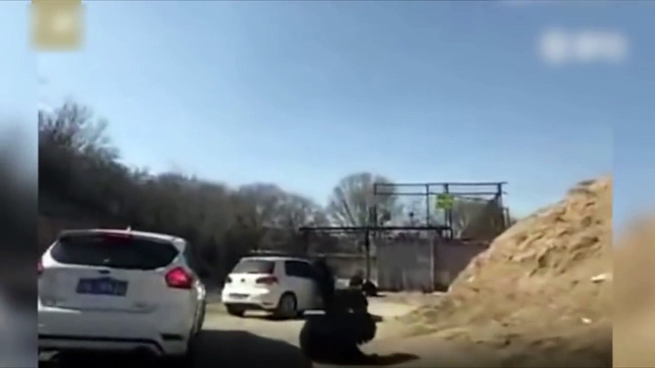 Bears attack car in Beijing's 'tiger mauling zoo'