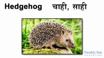 Animals Names English - Hindi - Alphabet Animals - More than 90 animals