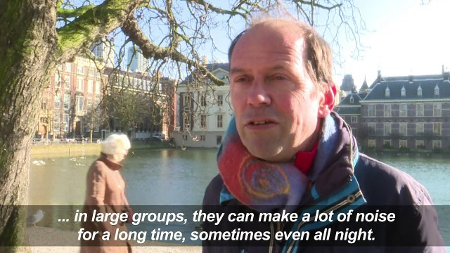 Leave ring-necked parakeets alone: Dutch biologist