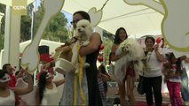Dog couples tie the knot at a mass pet wedding ceremony