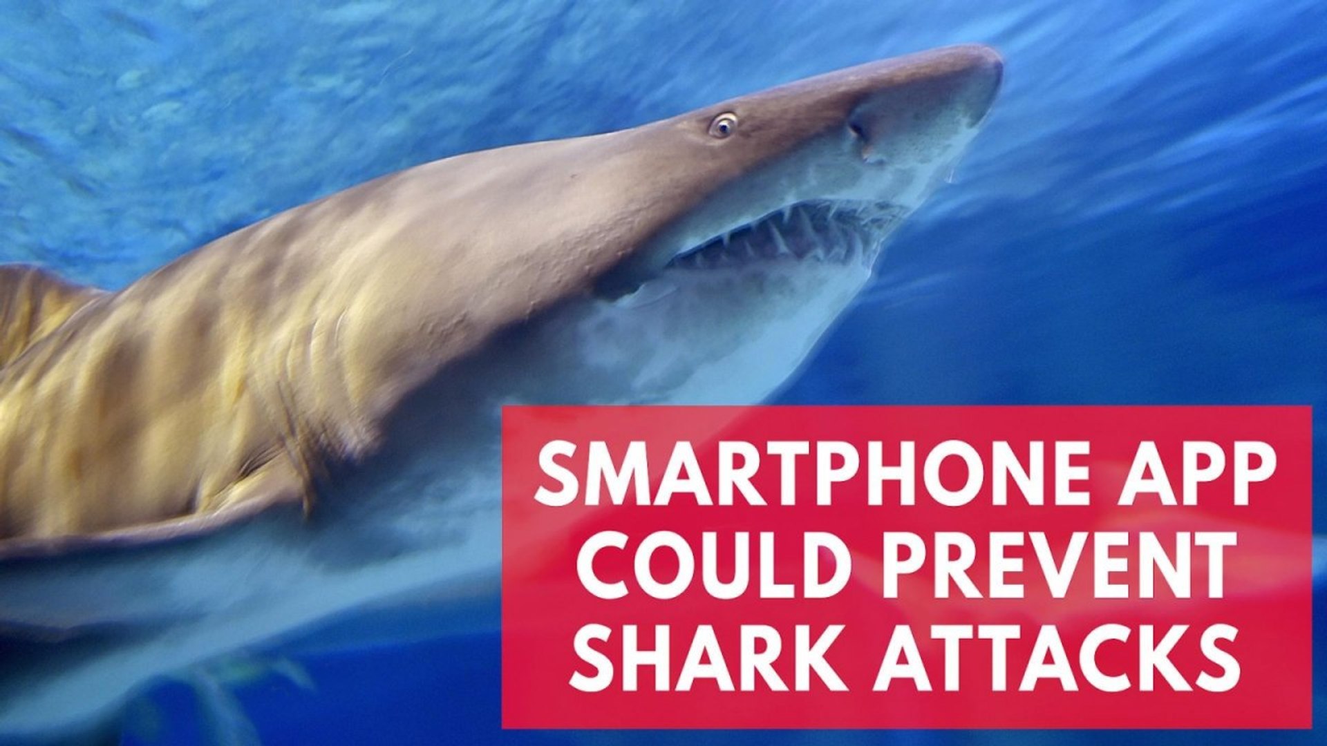New smartphone app Clever Buoy could prevent shark attacks