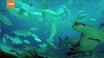 Shocking footage: Massive hammerhead shark tries to eat diver's GoPro