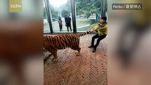 Public roar over man tugging tigers by the tail in SW China