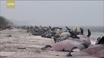 Clean-up after 350 whales die in New Zealand