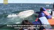 Gray whales in Mexico endangered by global warming