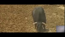 El Toro agresivo - Toros para todos-UN TORO MUY PECULIAR.