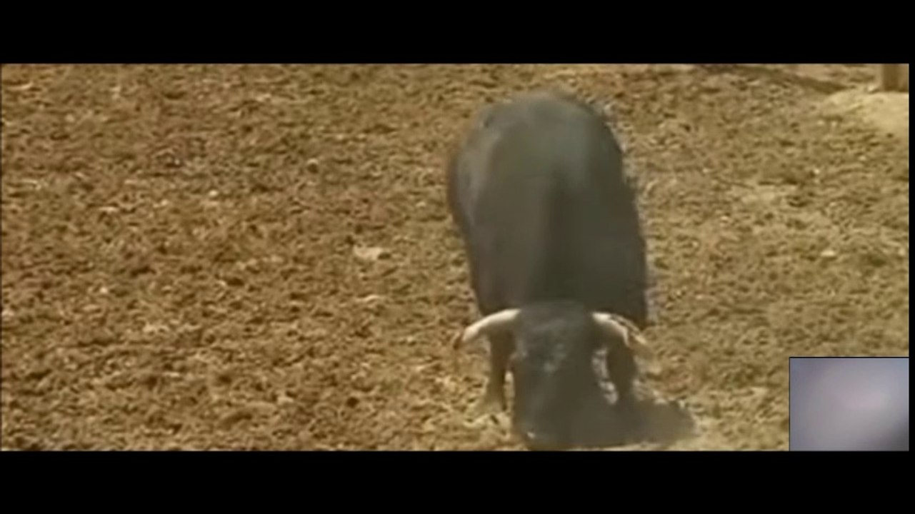 El Toro agresivo - Toros para todos-UN TORO MUY PECULIAR.