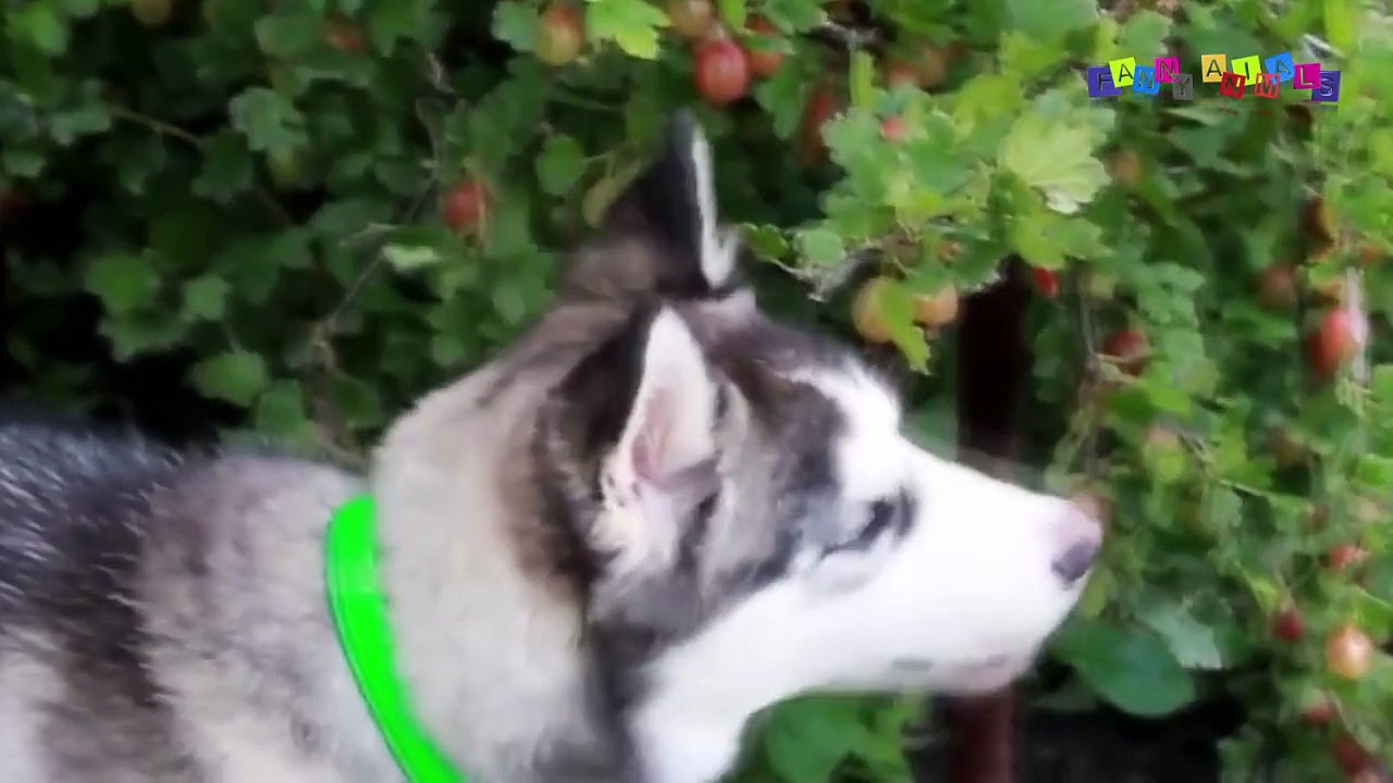 Приколы с животными смешные кошки и собаки. Уга...