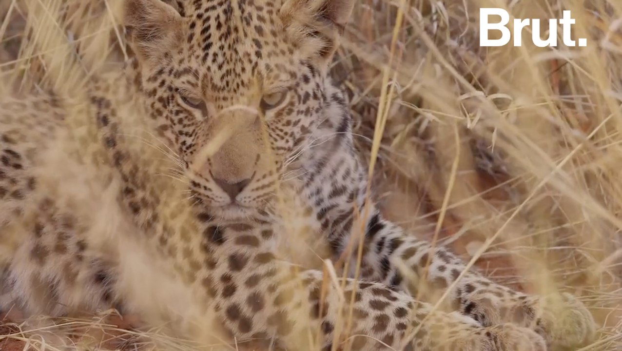 Les géants du web forment une coalition pour défendre les animaux