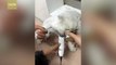 Cute kitten enjoys being shaved while eating canned food