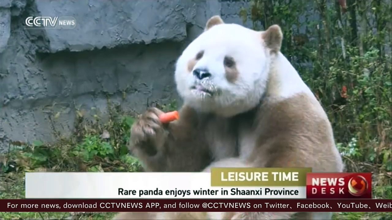 Rare brown panda enjoys winter in Shaanxi Province