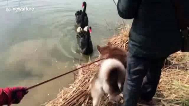 Mother swan protects its babies from pesky dogs