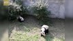 Giant panda twins meet Chinese tourists after returning from US