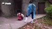 Cute panda cub rides a swing horse and dismounts spectacularly!