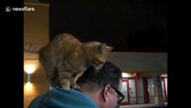 Stray cat sits on man’s shoulder like a parrot