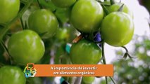 Viver é Melhor - A importância de investir em alimentos orgânicos