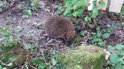 Odwiedziny u szamana--%29%29