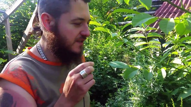 Rosliny Jadalne wczesnym latem %29