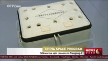 Silkworms in Tiangong-2 space lab begin to spin cocoons