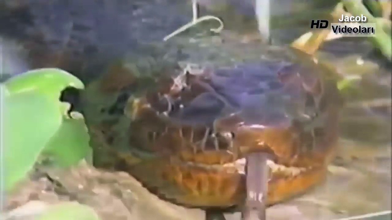 LİON vs TİGER Real Fight ►► Leopard Jaguar Crocodile Snake Gorilla (Big Baboon) - Animal Attacks