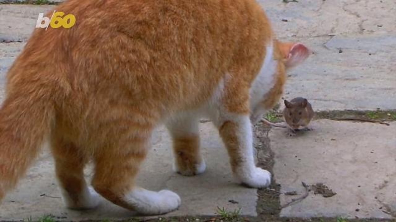 Why Do Cats Bring Dead Animals Into the House? video Dailymotion