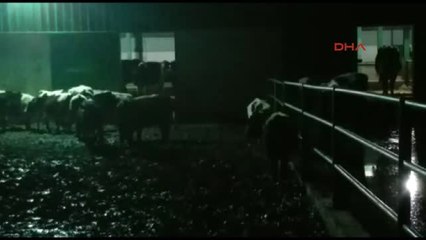 Bursa Çiftlikbank Mağdurları Büyükbaş Hayvan Tesisini Bastı