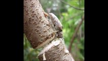 Ce scarabée est en train de grignoter une branche façon bucheron! Propre