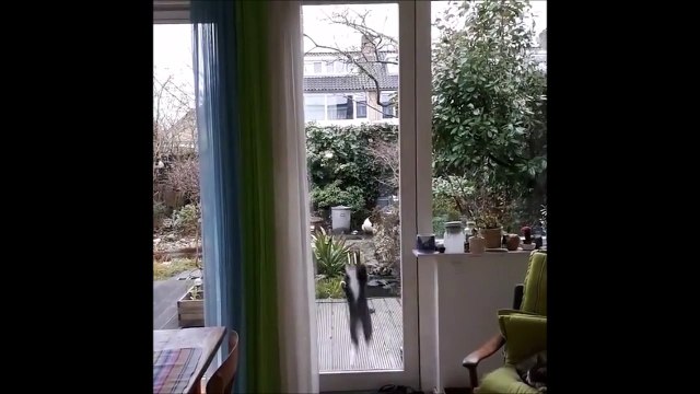 Ce chat a une drole de façon de montrer qu'il veut rentrer...