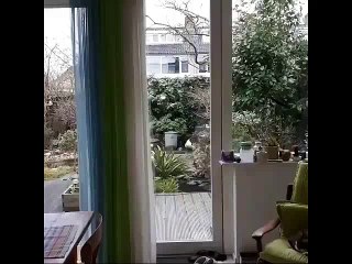 Eve Girmek İçin Şebeklik Yapan Kedi