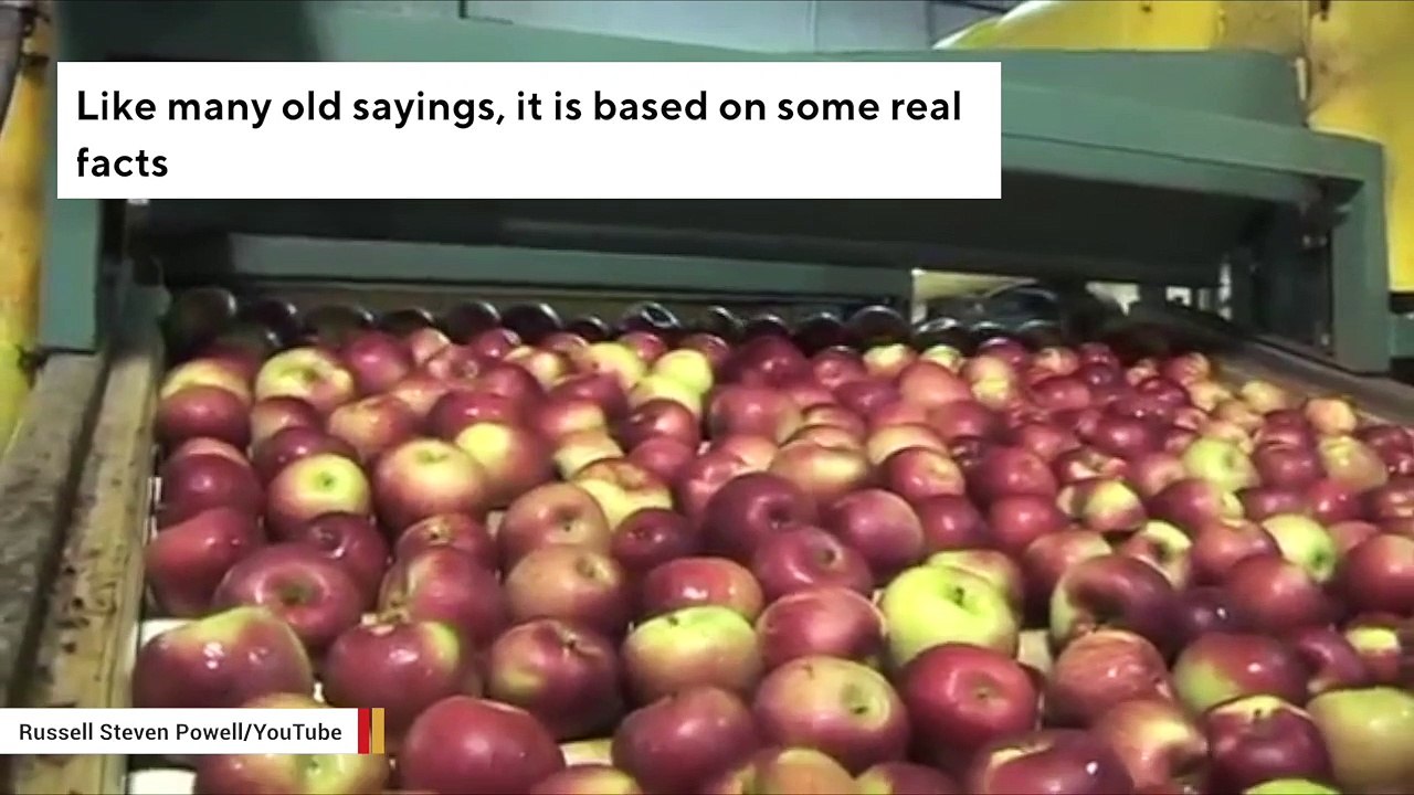 Why One Bad Apple Really Does Ruin The Bunch video Dailymotion