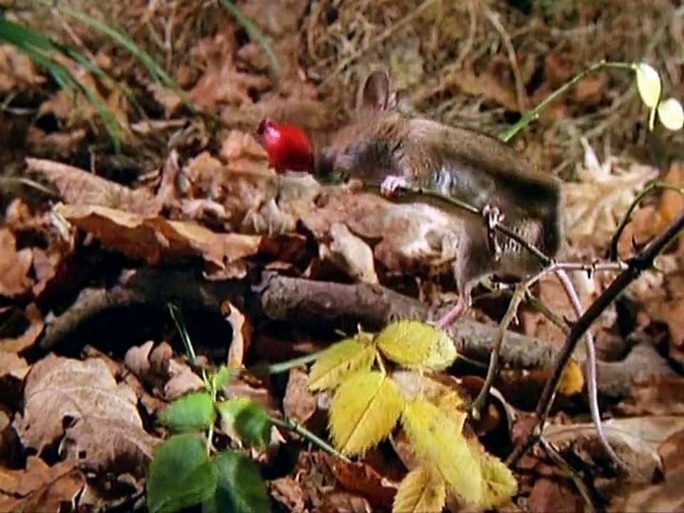 Baby Einstein Animals Around Me (2010) video Dailymotion