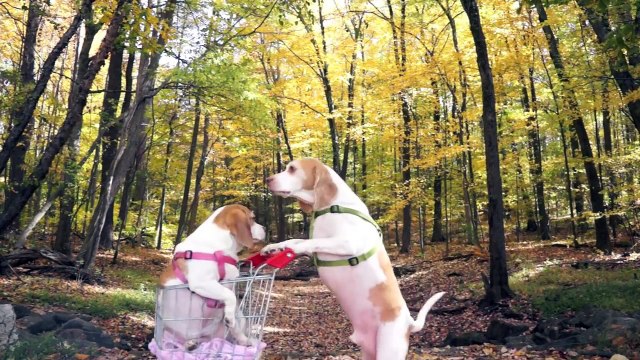 Dogs' Epic Shopping Cart Voyage- Funny Dogs