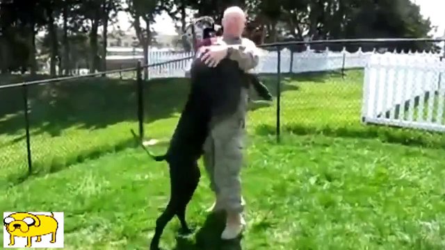 PERROS MUY FELICES AL VER A SUS DUEÑOS