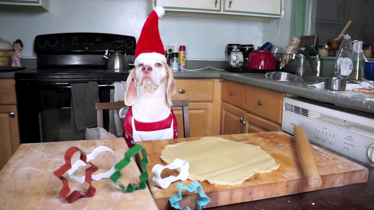 Dog Makes Christmas Cookies- Funny Dog Maymo