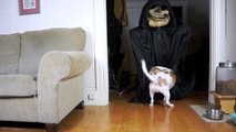 Dog Not Scared of Grim Reaper- Funny Dog Maymo