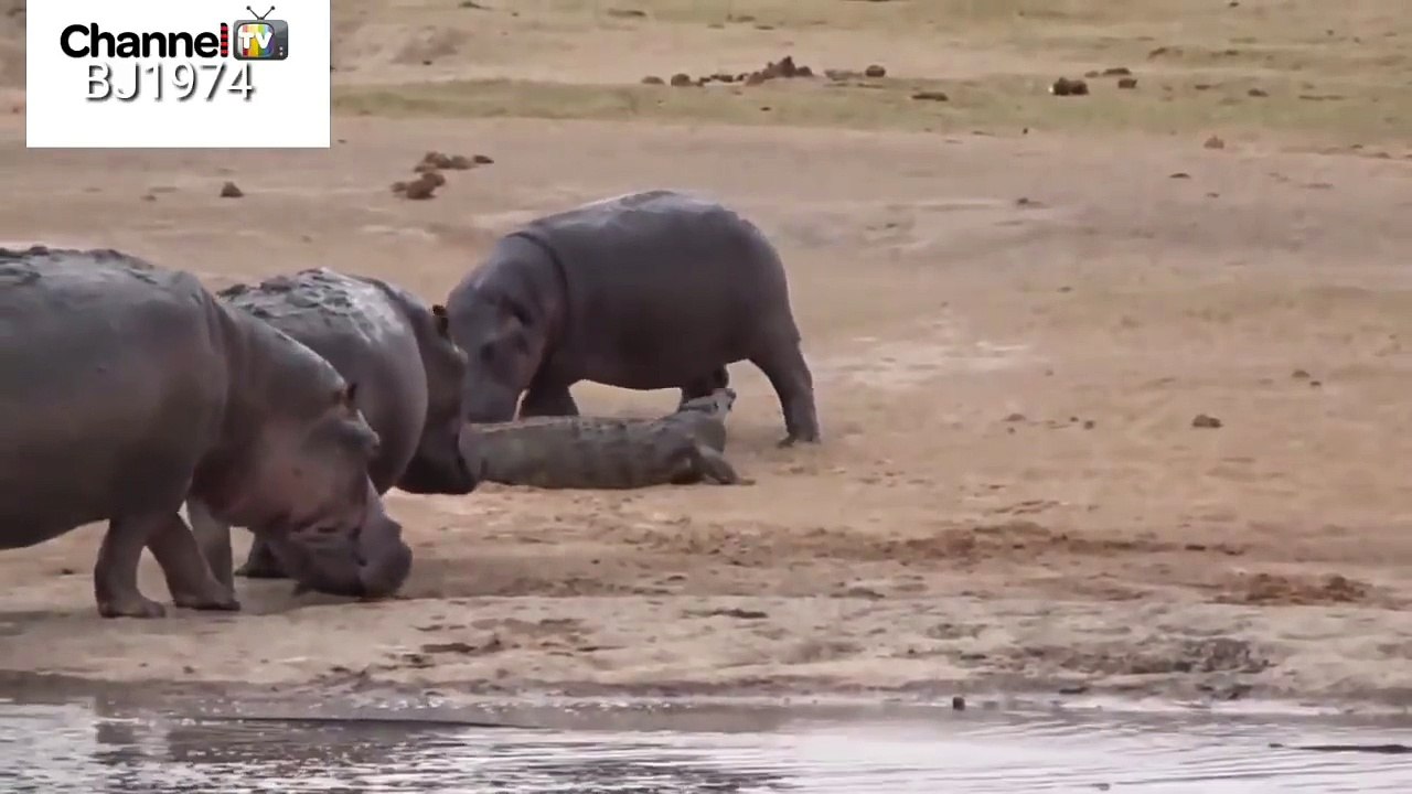 A confrontation between a hippo and a crocodile