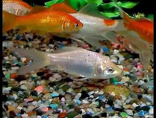 Comet Goldfish: The Perfect Beginner Fish 🐟