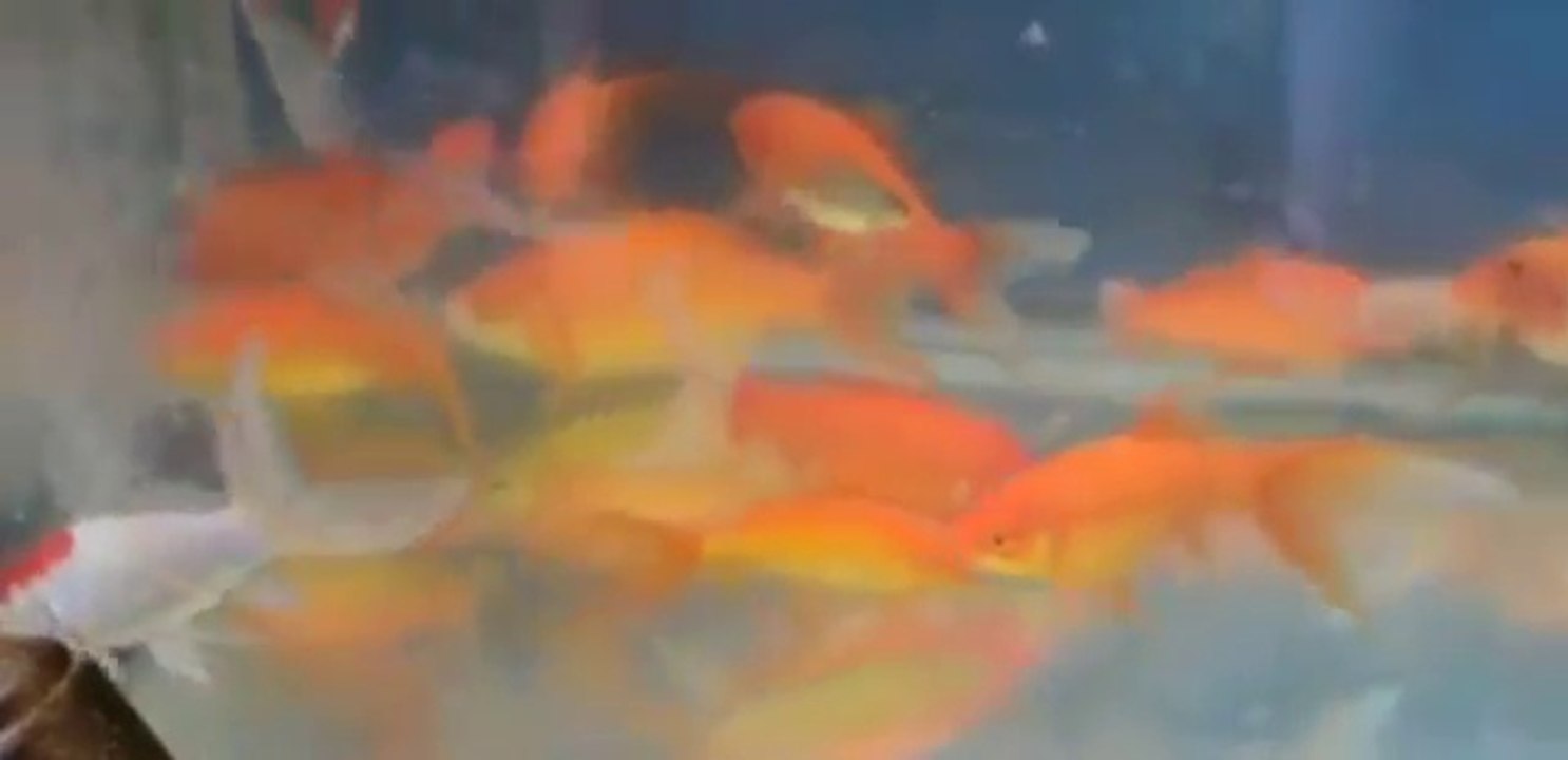 Everything about Common Goldfish