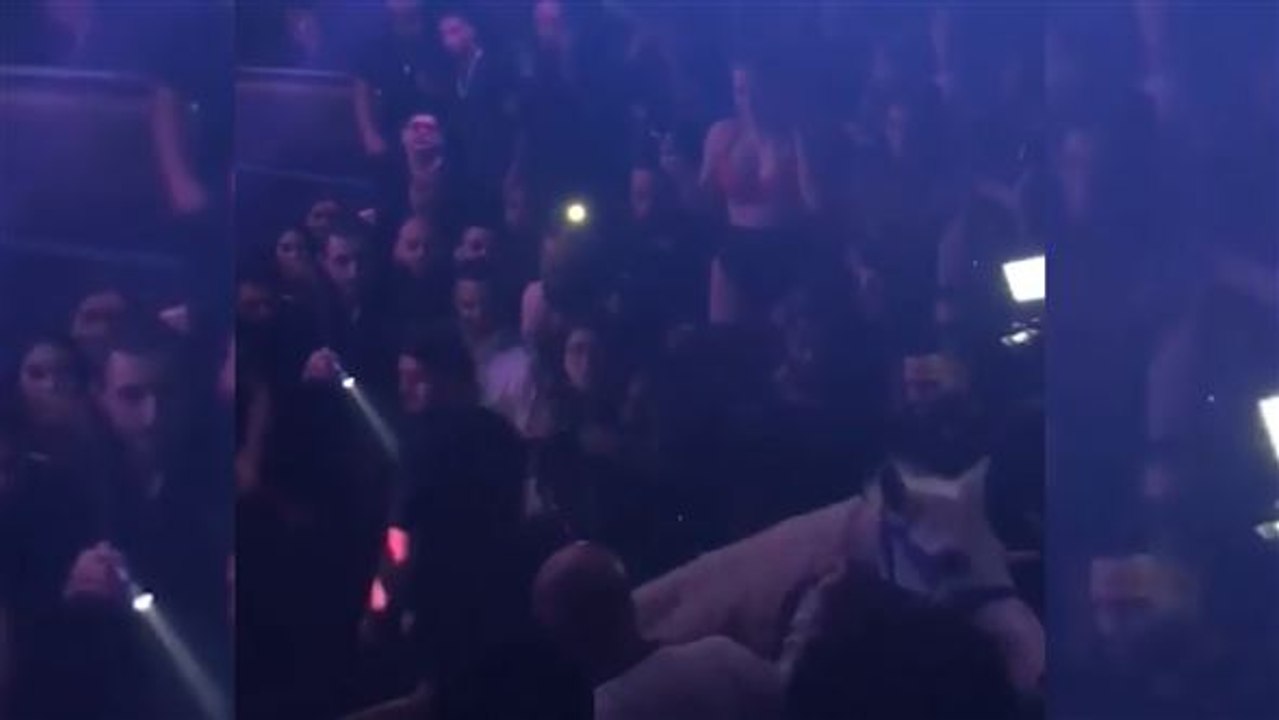 Schock: Halbnacktes Model mit Pferd auf der Tanzfläche