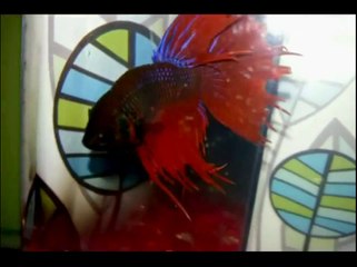 Everything About Betta Fish (Fighter) By Ronit Ganguly