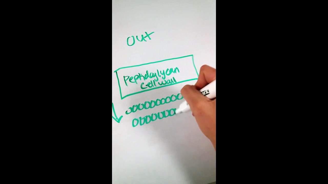 Gram Positive vs. Gram Negative Berial Cell Wal...