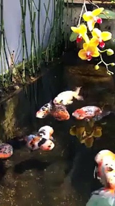 Những chú cá vàng "béo nục mỡ" và sự thật bất ngờ về chúng khiến cộng đòng mạng thích thú