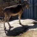 IMPRESIONANTE BURRO MUY INTELIGENTE LOGRA ENTRAR AL ESTABLO
