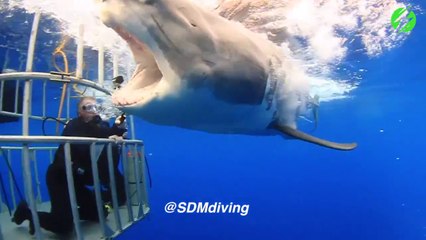 Скачать видео: Ce plongeur dans une cage se retrouve face à un énorme requin blanc et lui caresse le nez